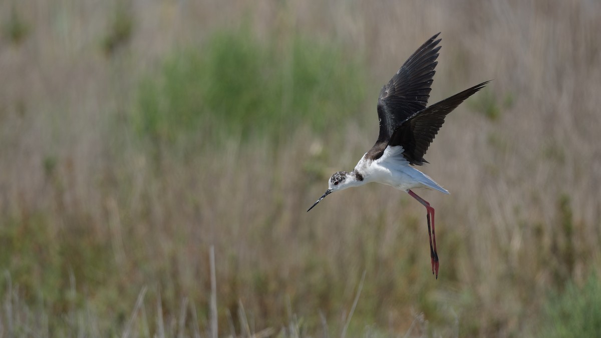 Black-winged Stilt - ML644770789