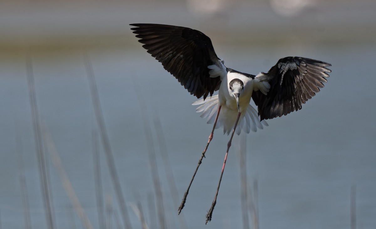 Black-winged Stilt - ML644770790