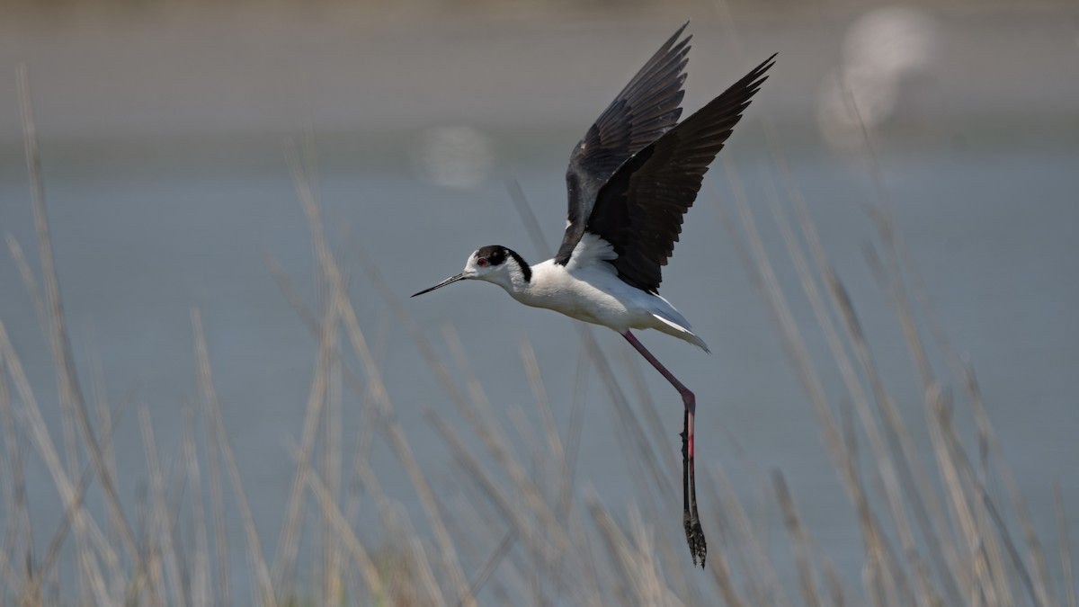 Black-winged Stilt - ML644770791