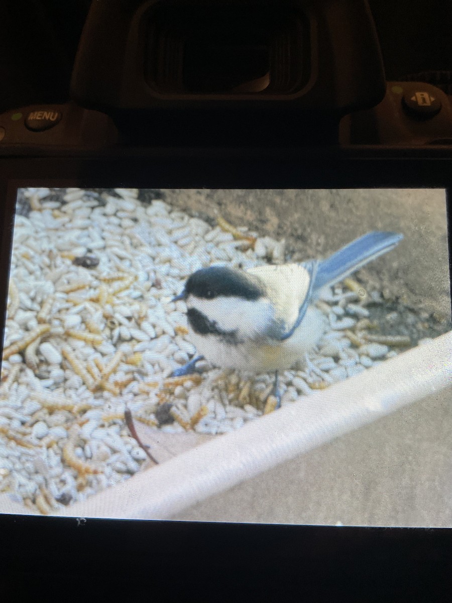 Black-capped Chickadee - ML644770801
