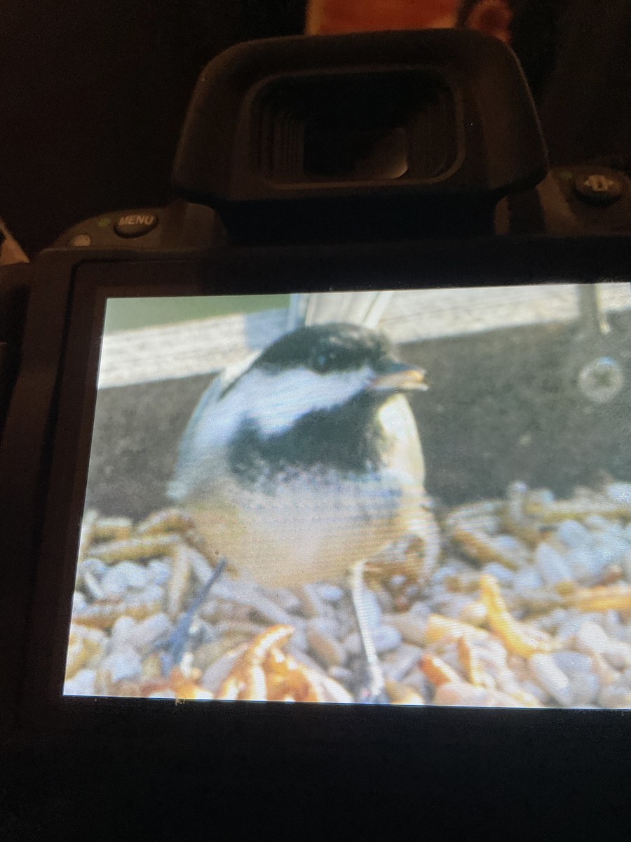 Black-capped Chickadee - ML644770802