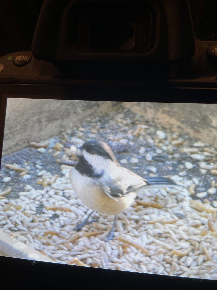 Black-capped Chickadee - ML644770805