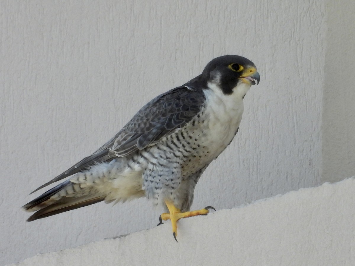 sokol stěhovavý - ML644770841