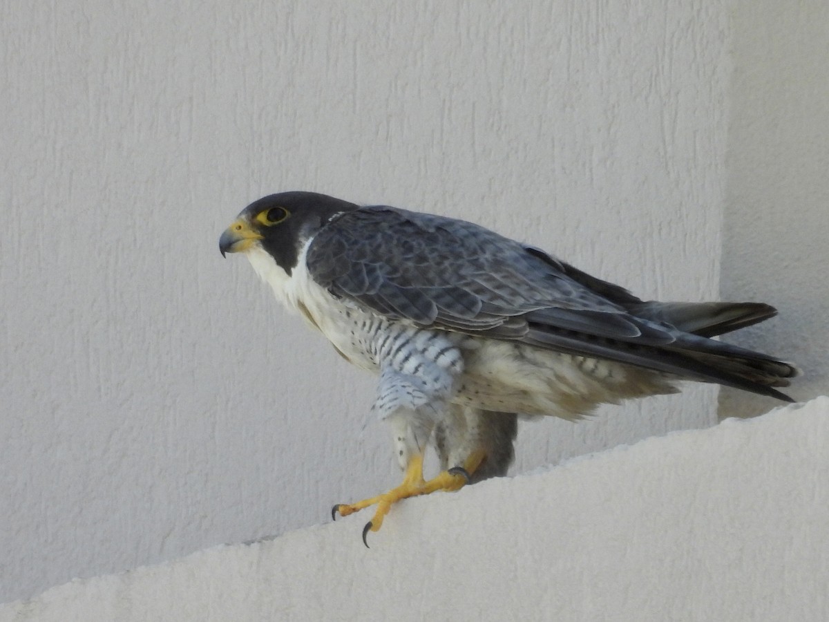 sokol stěhovavý - ML644770843