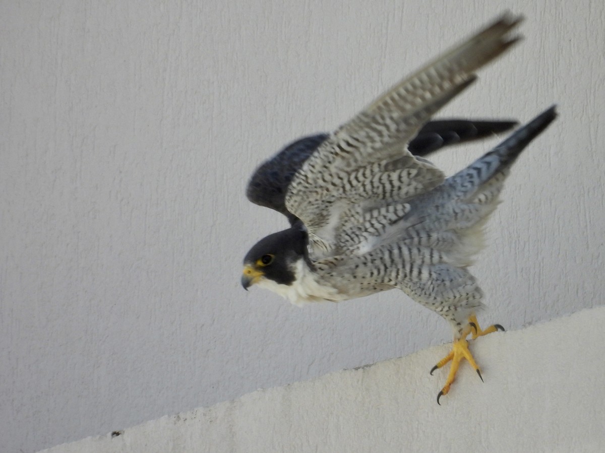 sokol stěhovavý - ML644770844