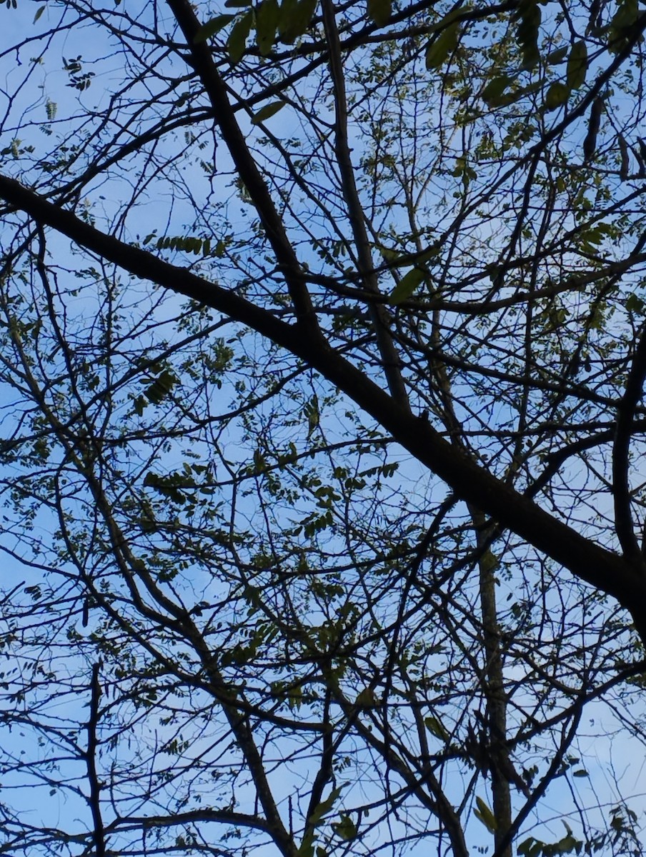 Rose-ringed Parakeet - ML644770850