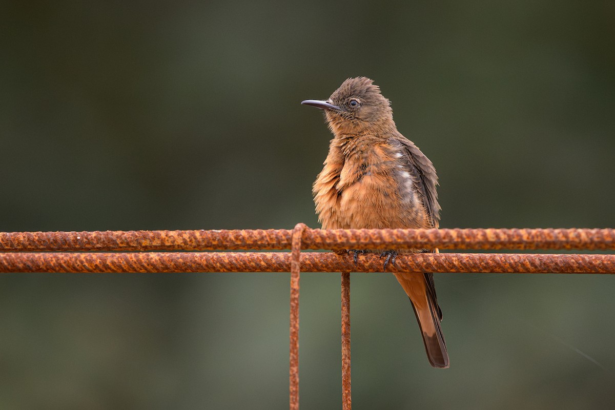Cliff Flycatcher - ML644770851