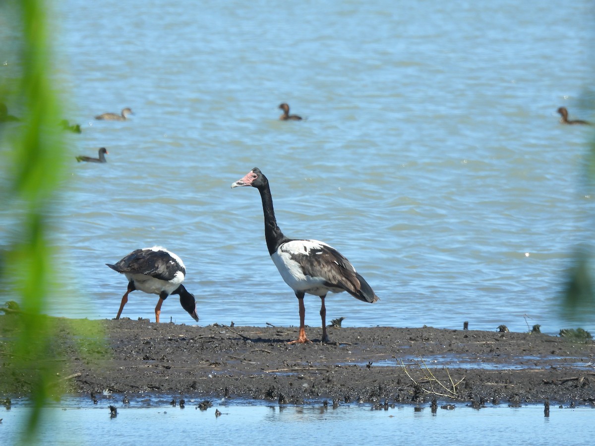 Magpie Goose - ML644770875