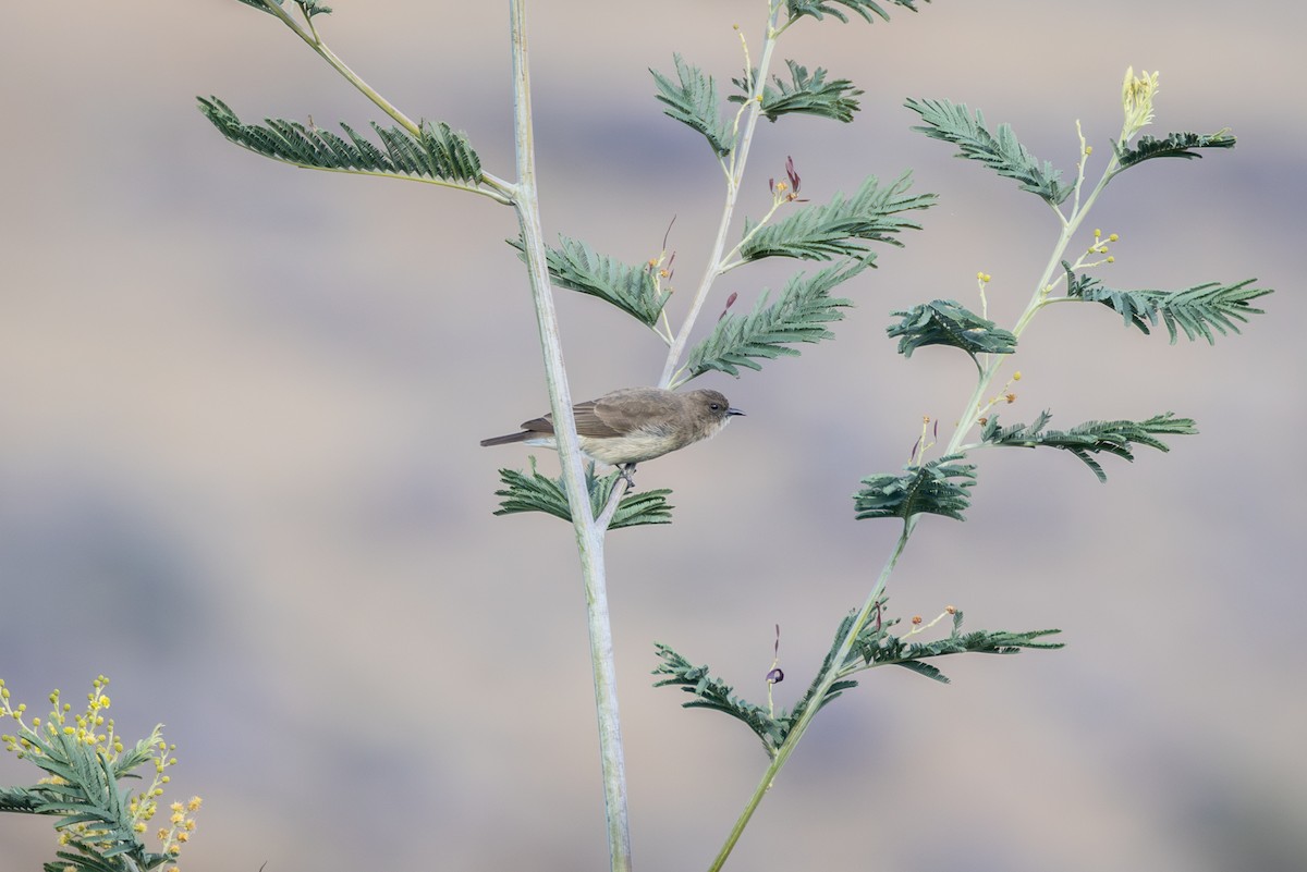 Brown-backed Honeybird - ML644770876