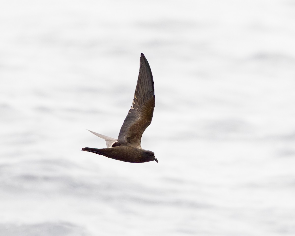 Black Storm-Petrel - ML644770888