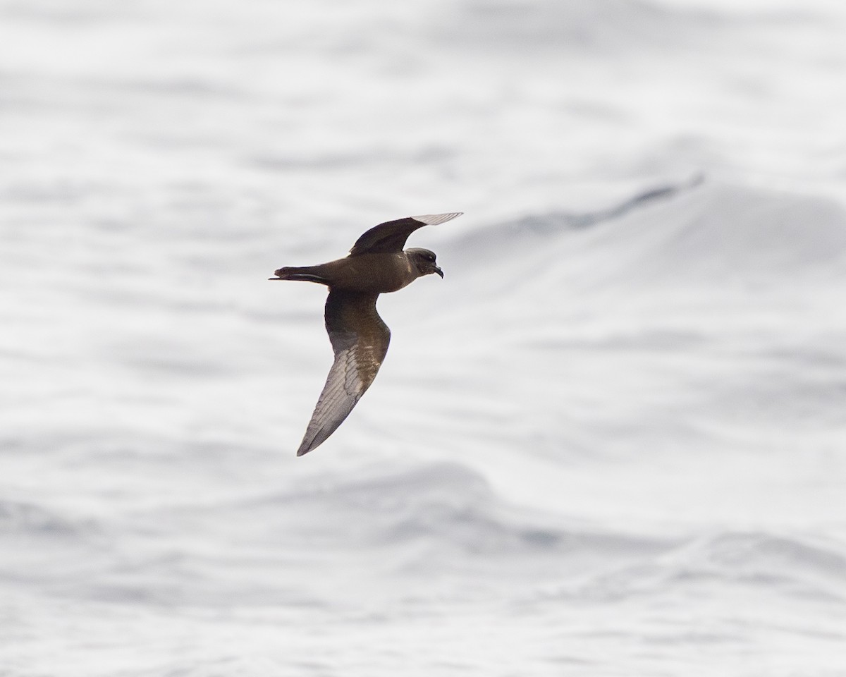 Black Storm-Petrel - ML644770889