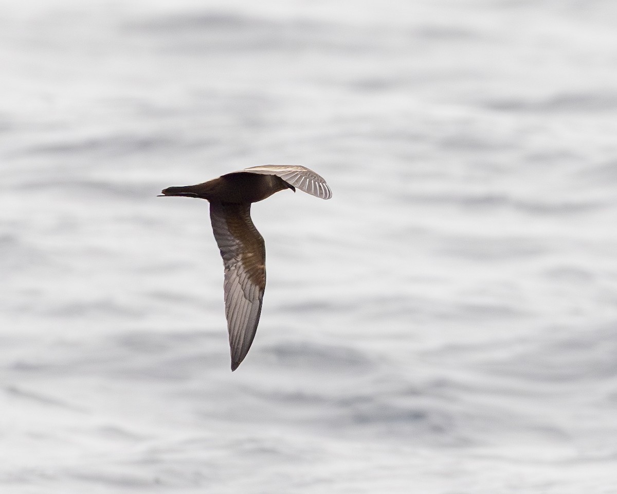 Black Storm-Petrel - ML644770890