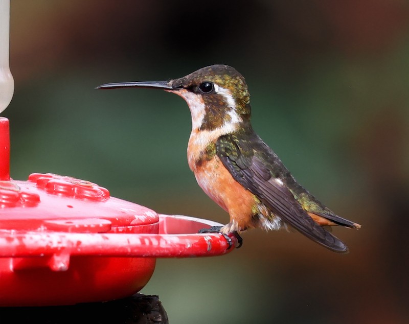 Ak Göbekli Ormanyıldızı - ML644770900