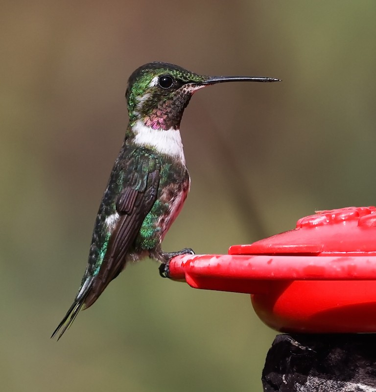 Ak Göbekli Ormanyıldızı - ML644770902