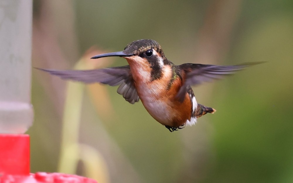 Ak Göbekli Ormanyıldızı - ML644770903