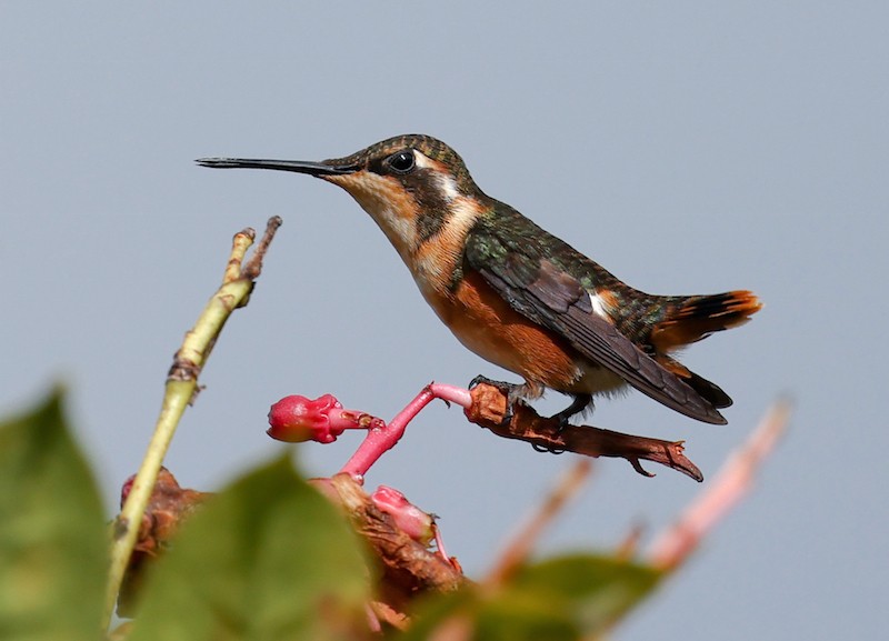 Ak Göbekli Ormanyıldızı - ML644770904