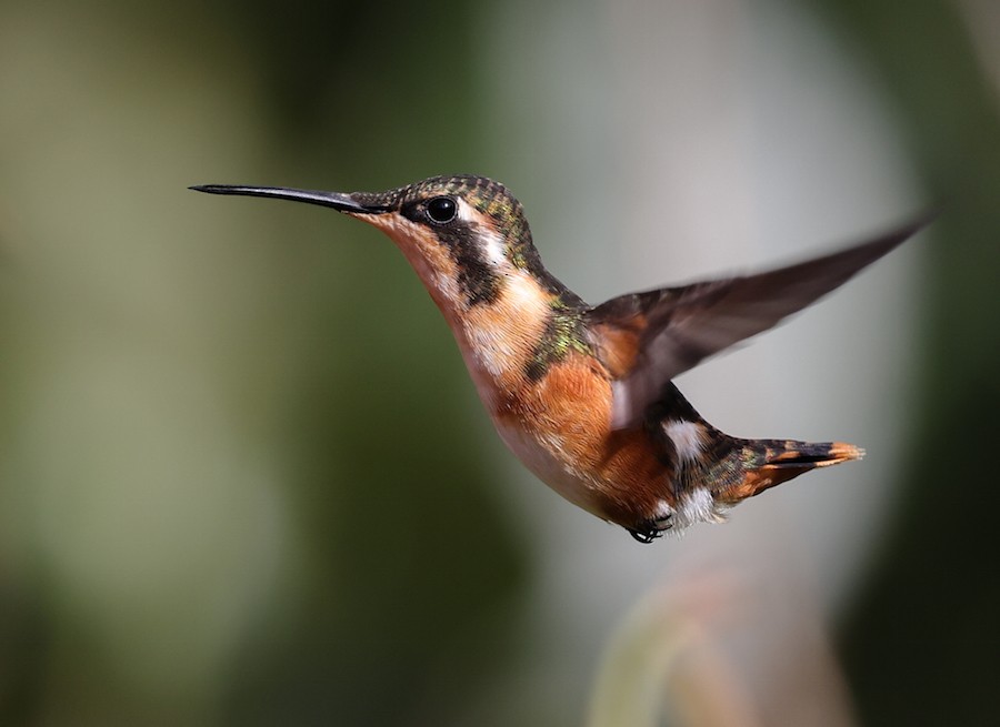 Ak Göbekli Ormanyıldızı - ML644770905