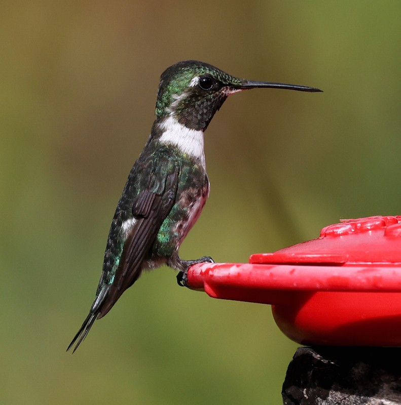 Ak Göbekli Ormanyıldızı - ML644770906