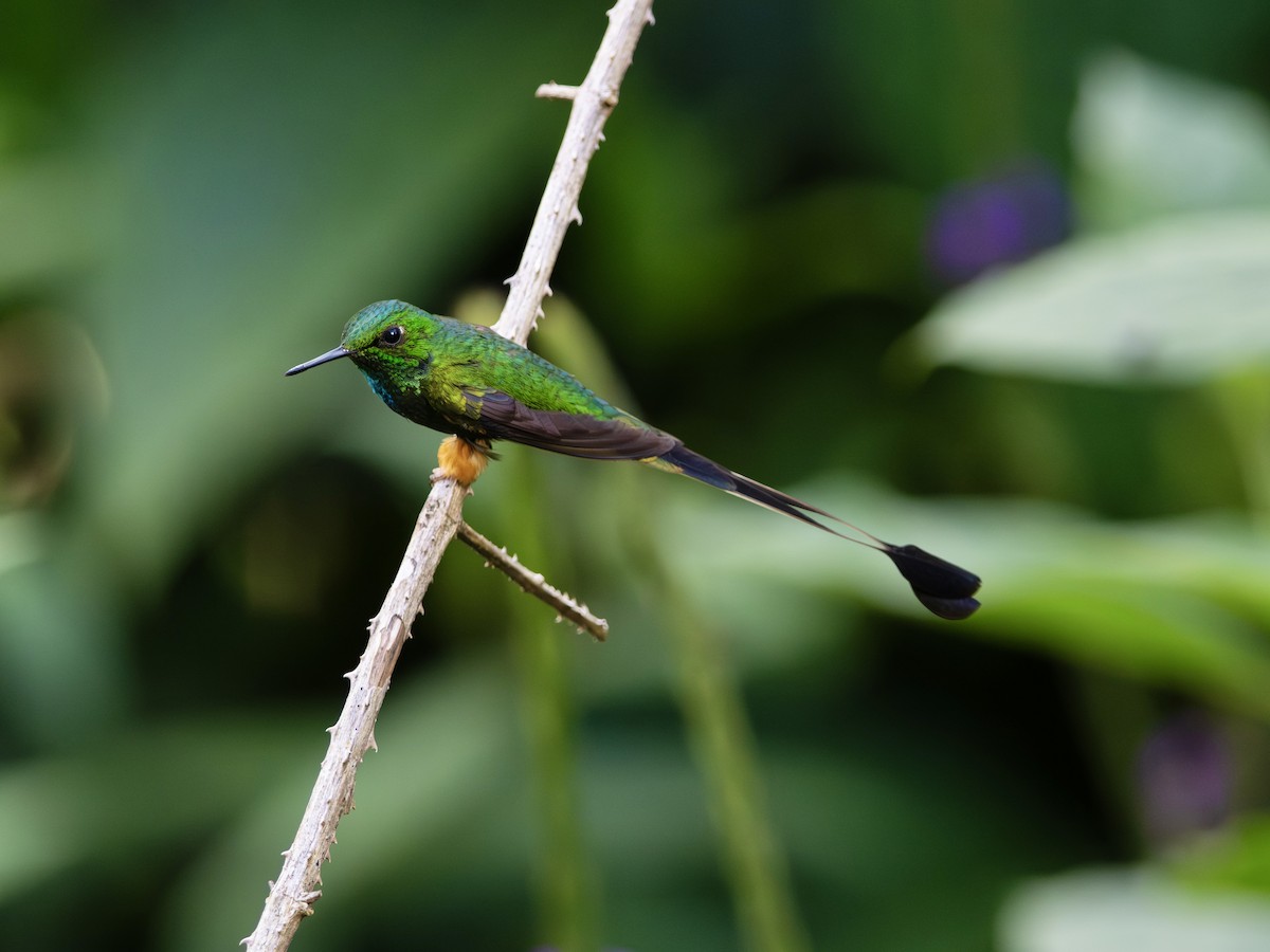 Peruvian Racket-tail - ML644770912