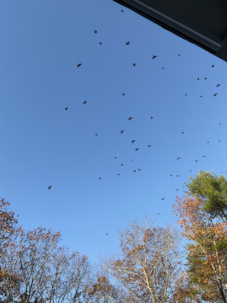 Пурпурный гракл - ML644770913