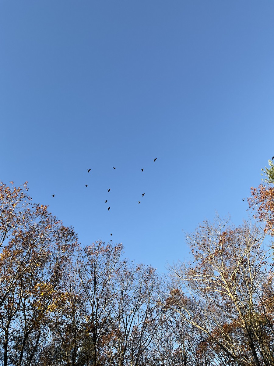 Пурпурный гракл - ML644770914