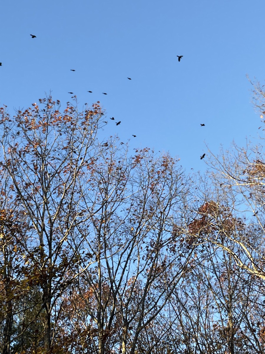 Пурпурный гракл - ML644770915