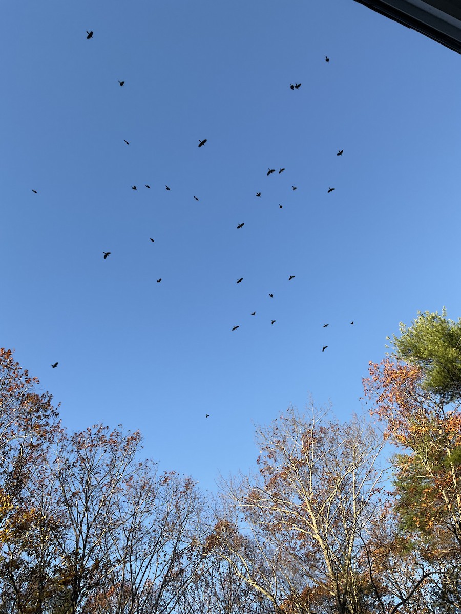 Пурпурный гракл - ML644770918