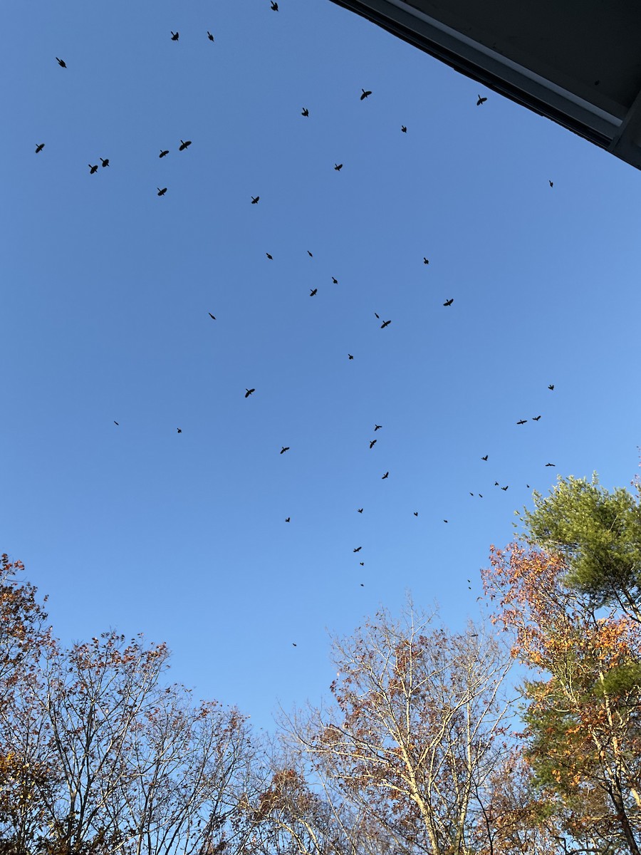 Пурпурный гракл - ML644770919