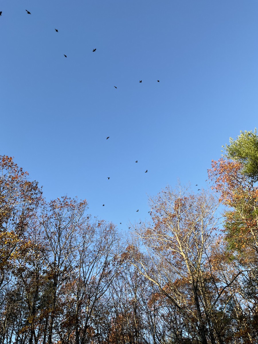 Пурпурный гракл - ML644770920