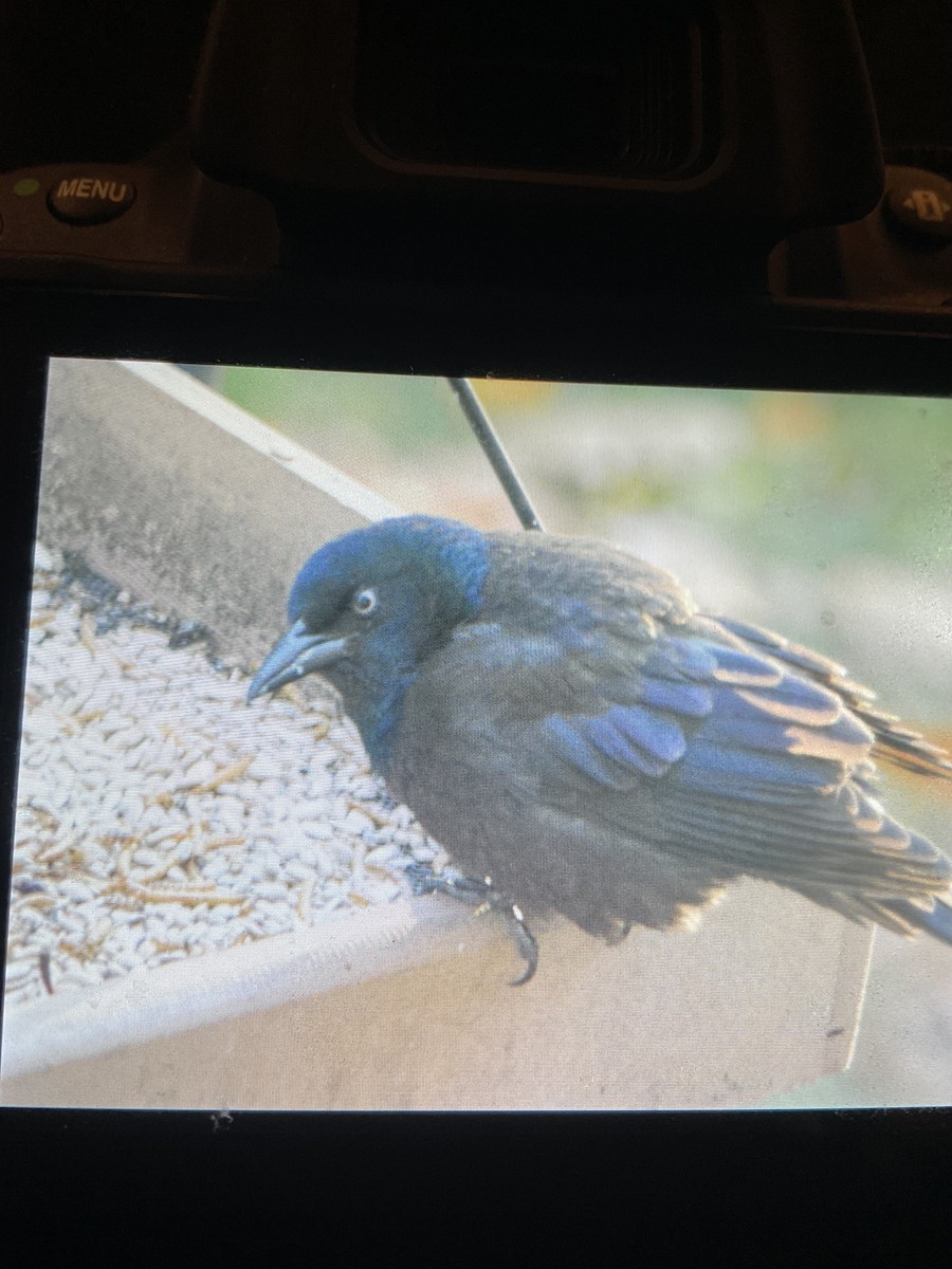 Пурпурный гракл - ML644770921