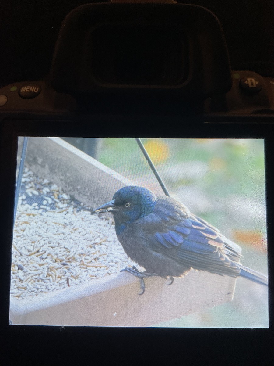 Пурпурный гракл - ML644770922