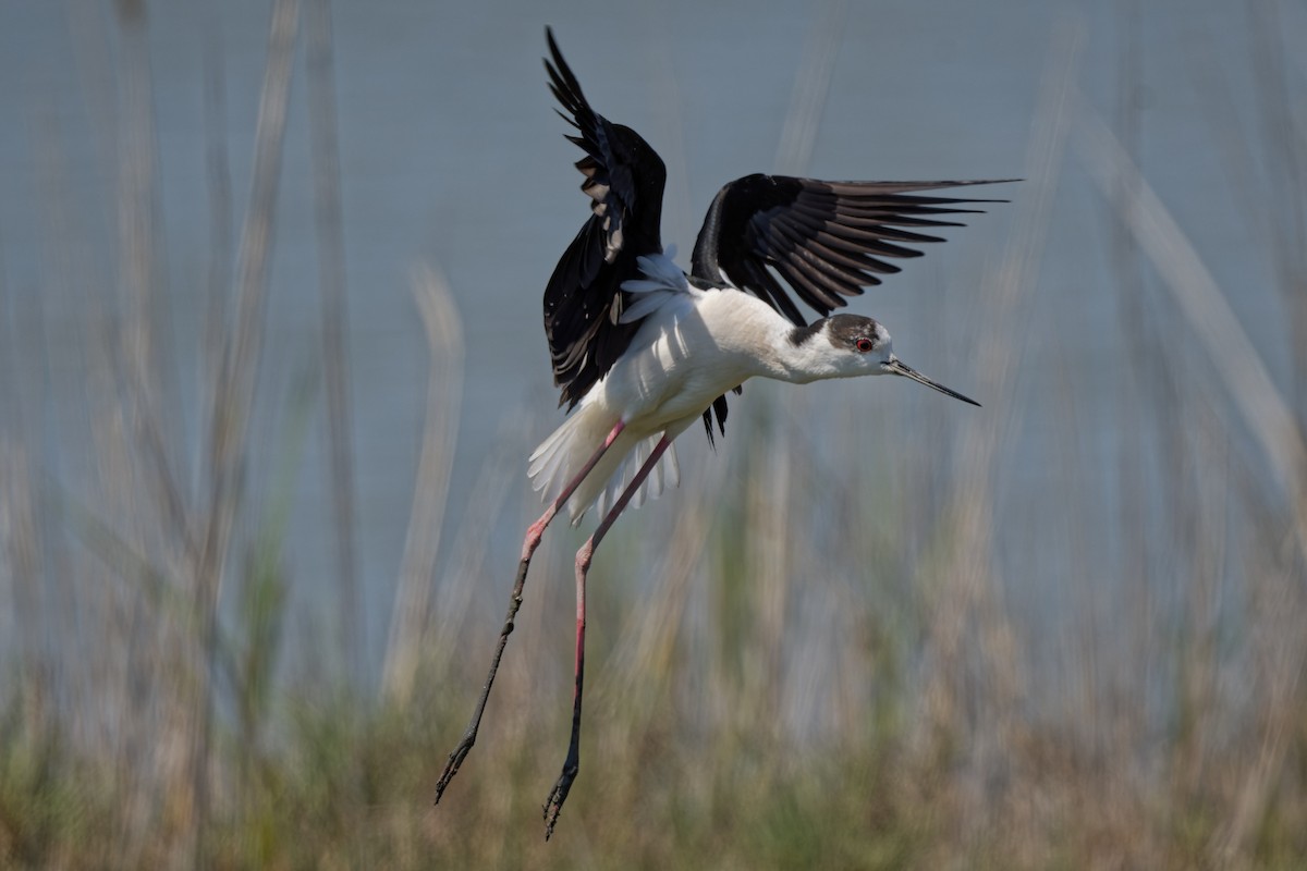 Black-winged Stilt - ML644770933