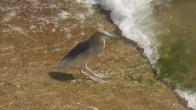 Indian Pond-Heron - ML644770945