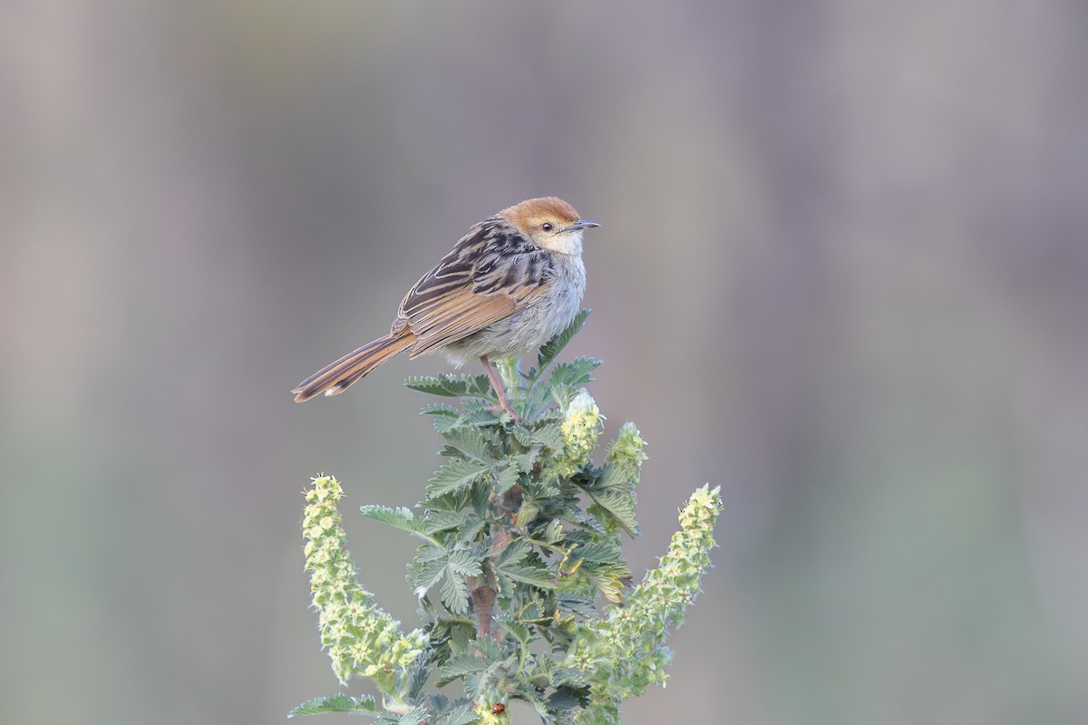 Levaillant's Cisticola - ML644770946