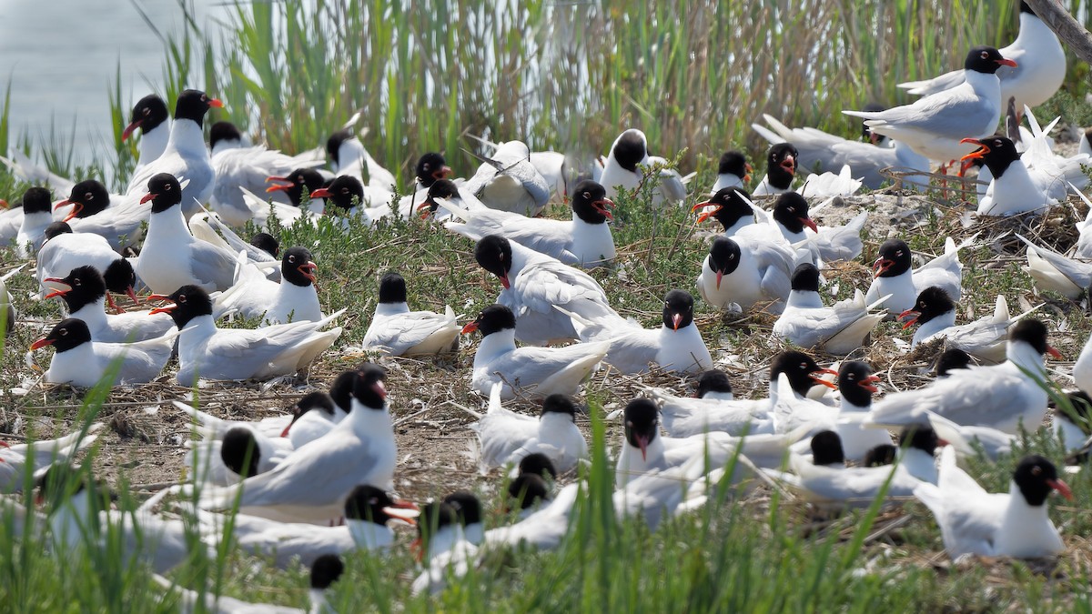 racek černohlavý - ML644770949