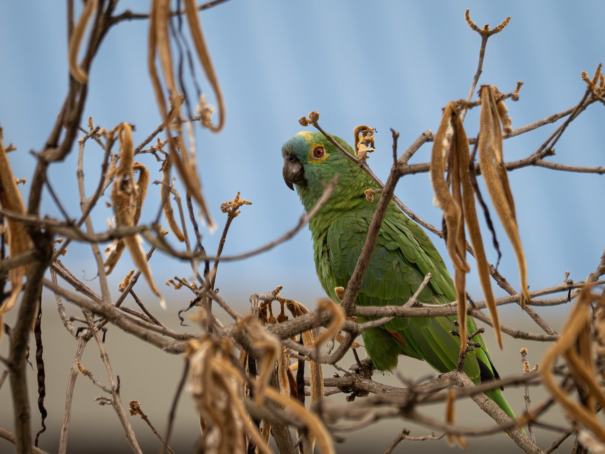 Amazona Frentiazul - ML644770950