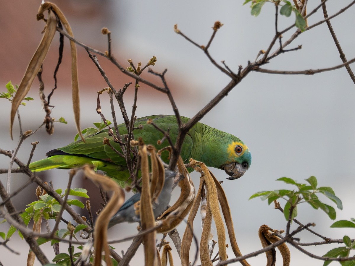 Amazona Frentiazul - ML644770951