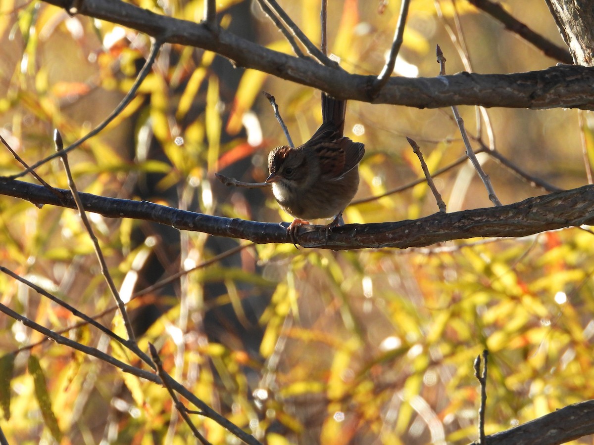 Swamp Sparrow - ML644770953