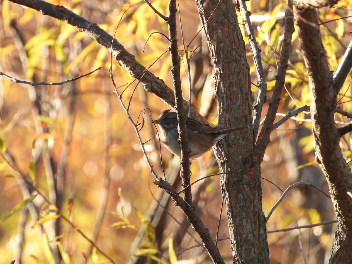 Swamp Sparrow - ML644770954