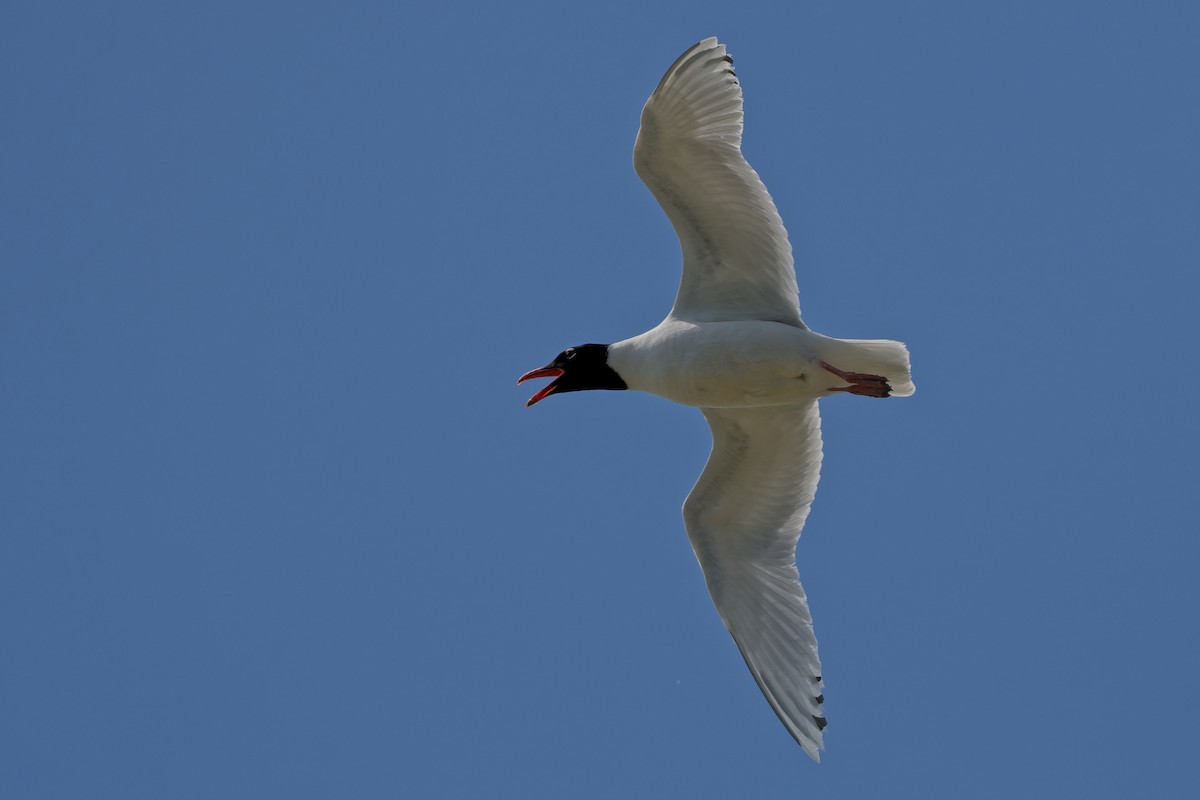 racek černohlavý - ML644770959