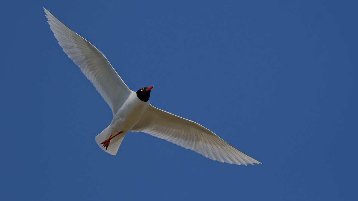 racek černohlavý - ML644770960