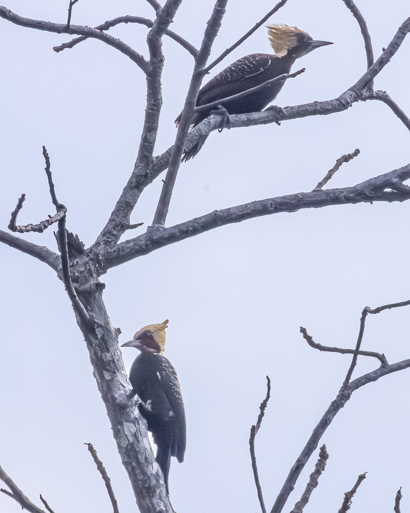 Pale-crested Woodpecker - ML644770966