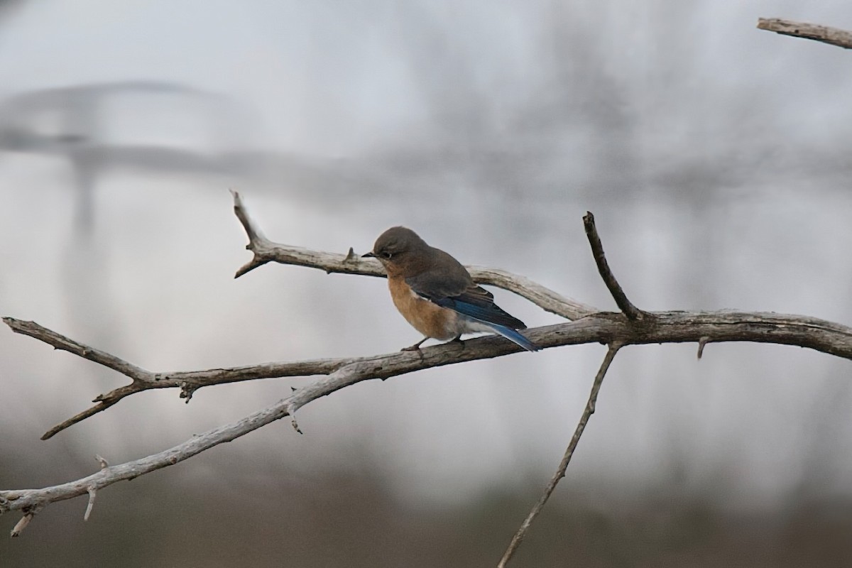Eastern Bluebird - ML644770969