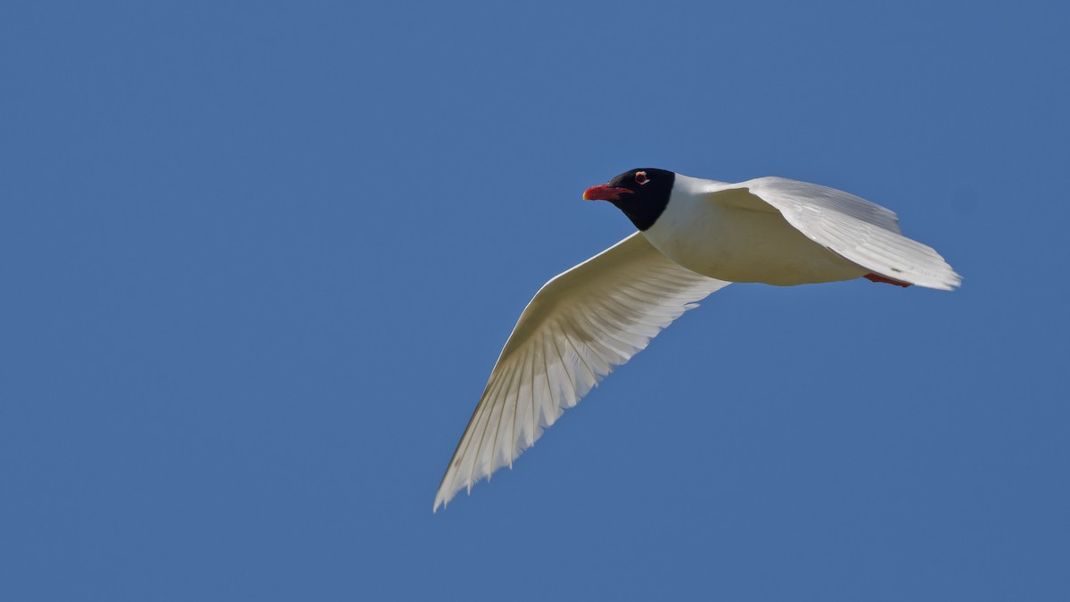 racek černohlavý - ML644770970