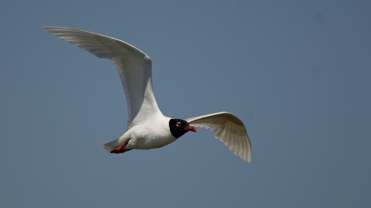 racek černohlavý - ML644770975