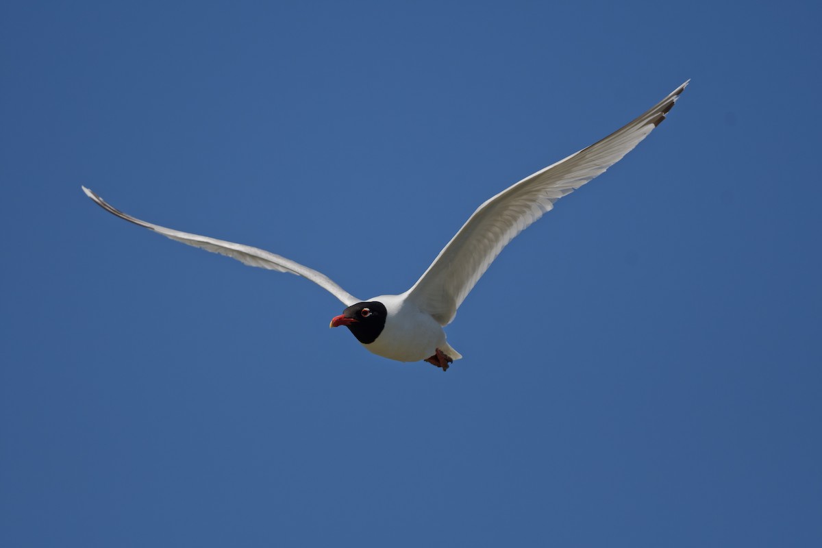 racek černohlavý - ML644770977