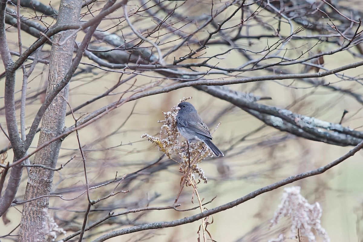 Dark-eyed Junco - ML644770978