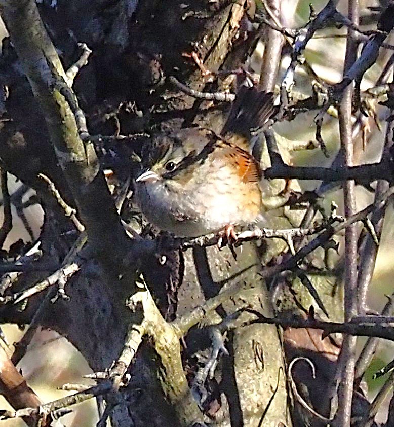 Swamp Sparrow - ML644770985