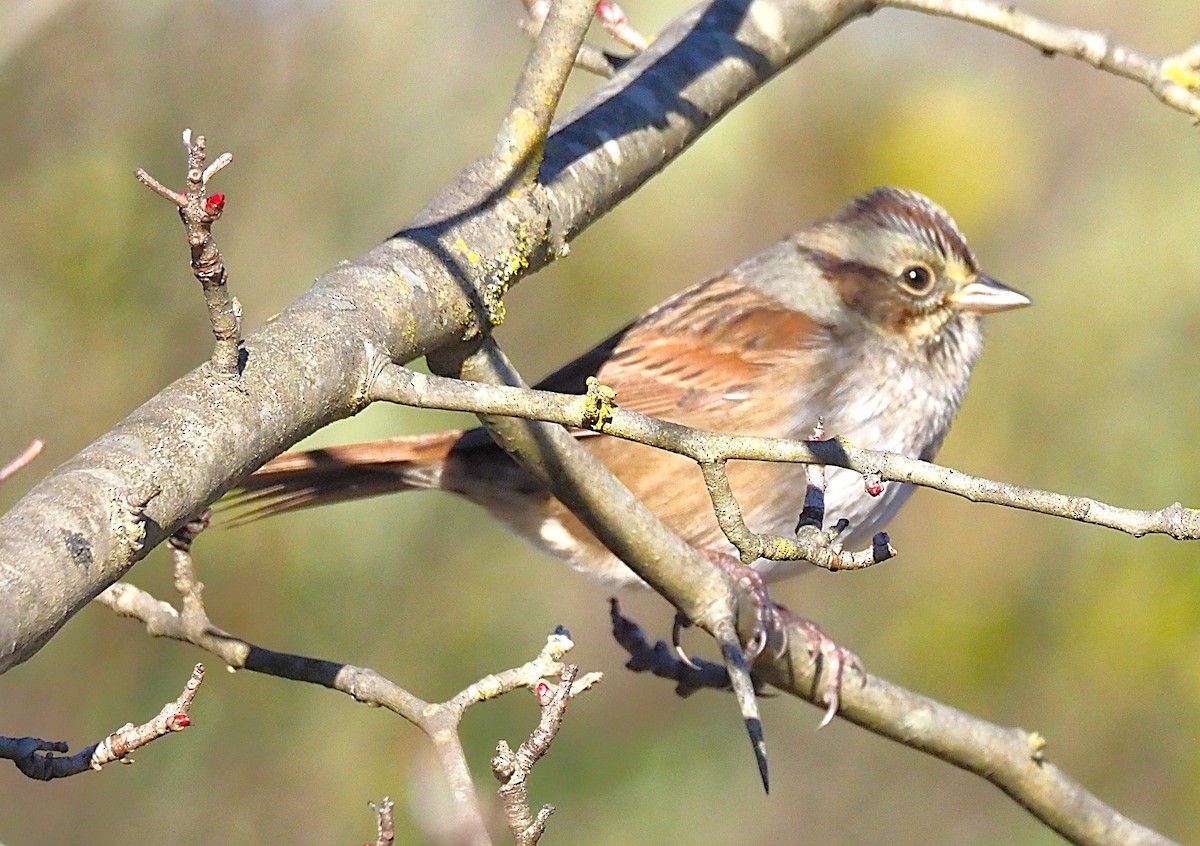 Swamp Sparrow - ML644770986