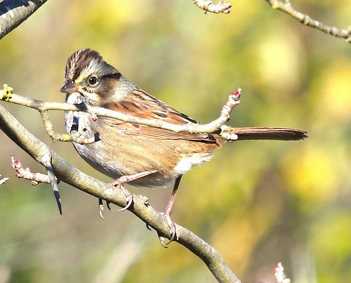Swamp Sparrow - ML644770987